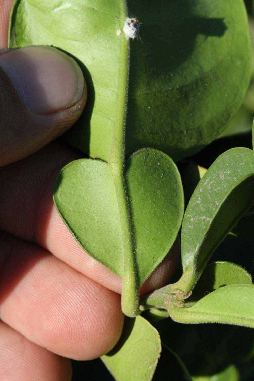              Petiole (Riverside, CA)       